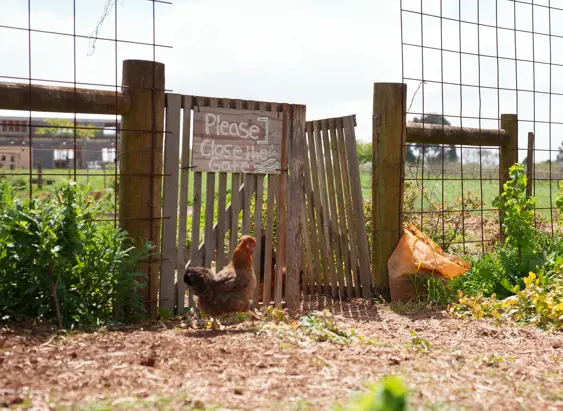 A chicken stands by a wooden farm gate with a Please Close the Gate sign at Mount Gnomon Farm in Penguin with gardens beyond
