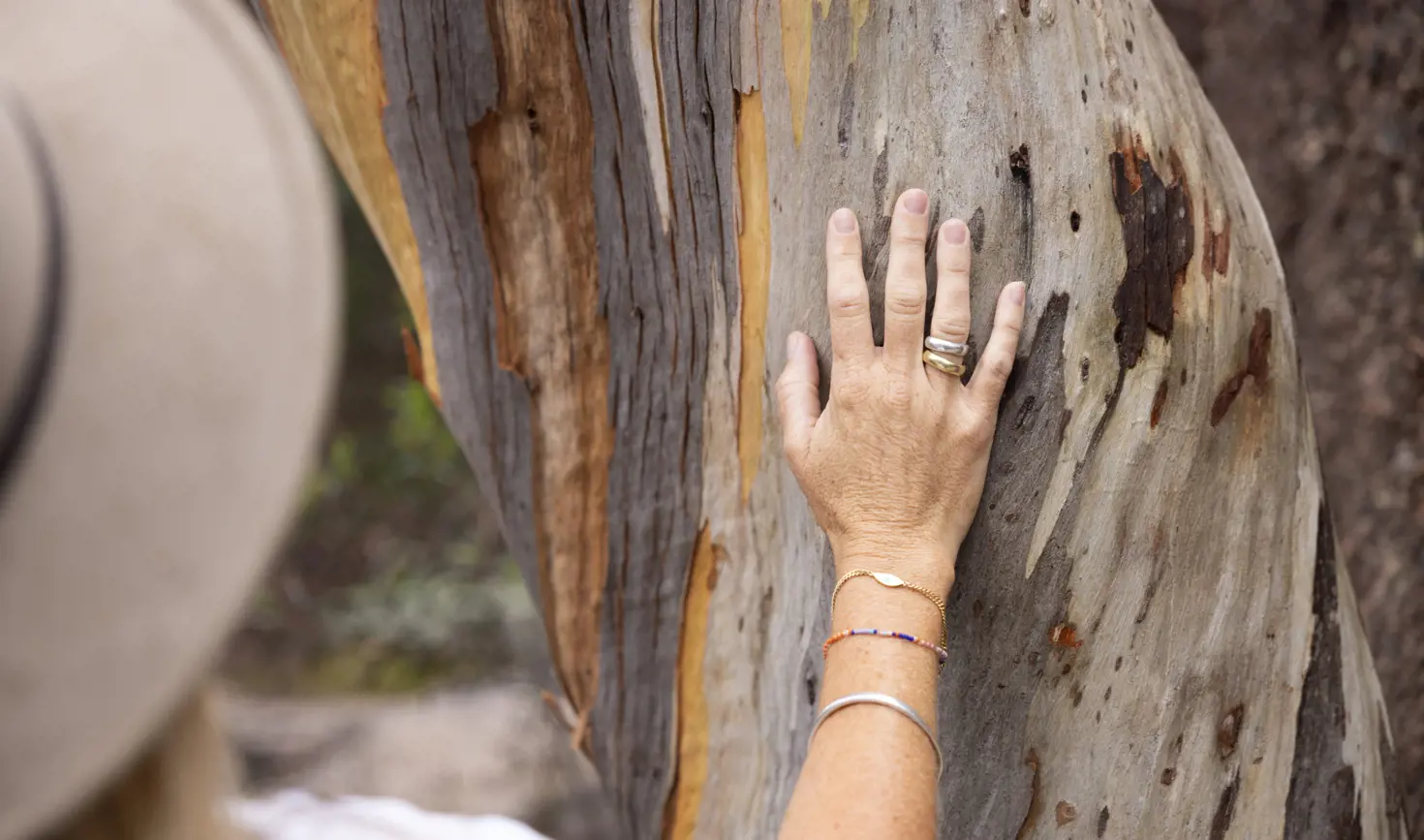 Close-up of a hand touching the smooth patterned bark of a tree, Bicheno