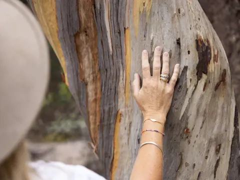 Close-up of a hand touching the smooth patterned bark of a tree, Bicheno