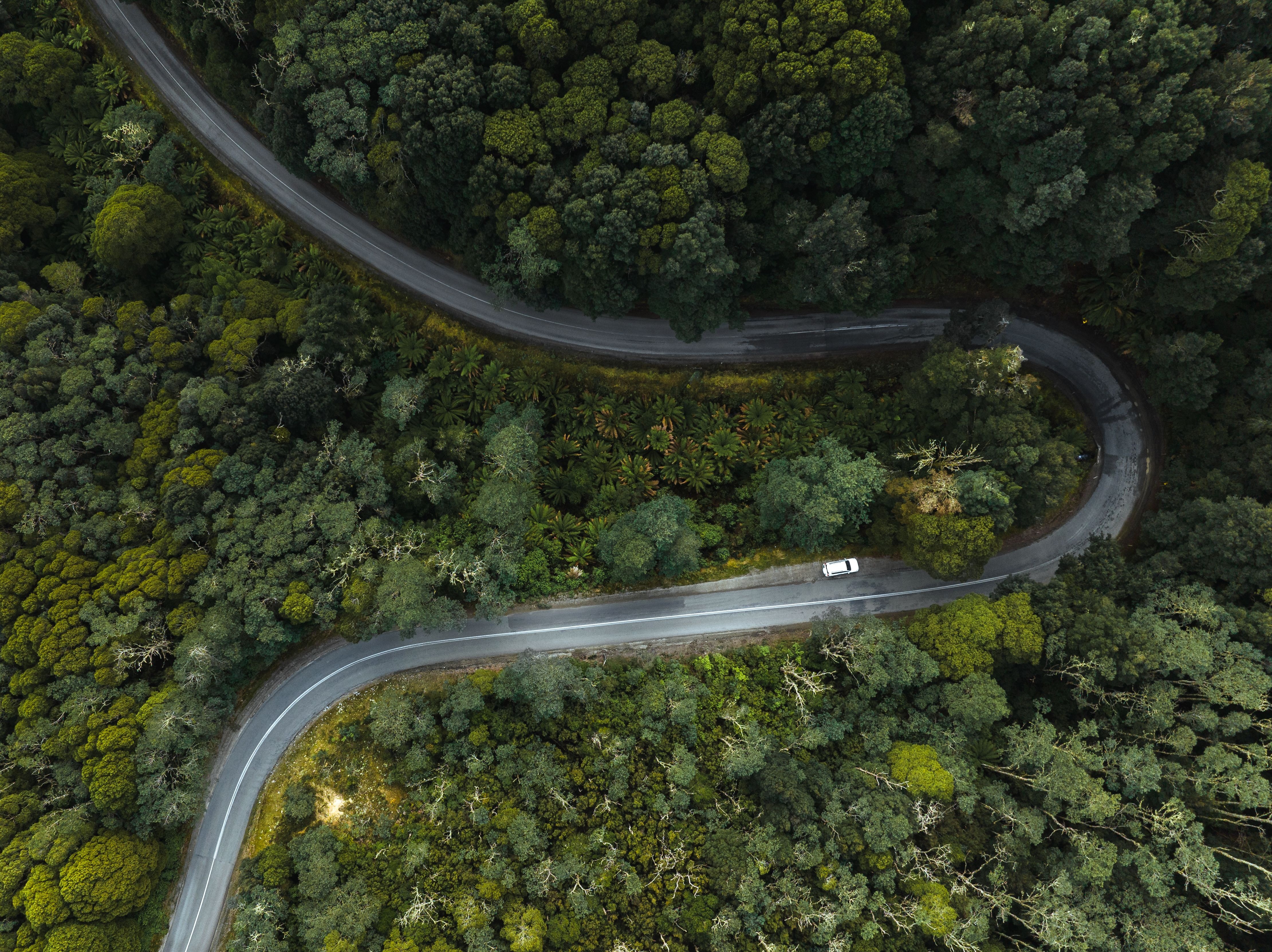 Aerial view of a white car winding along a road through dense green forest into Weldborough
