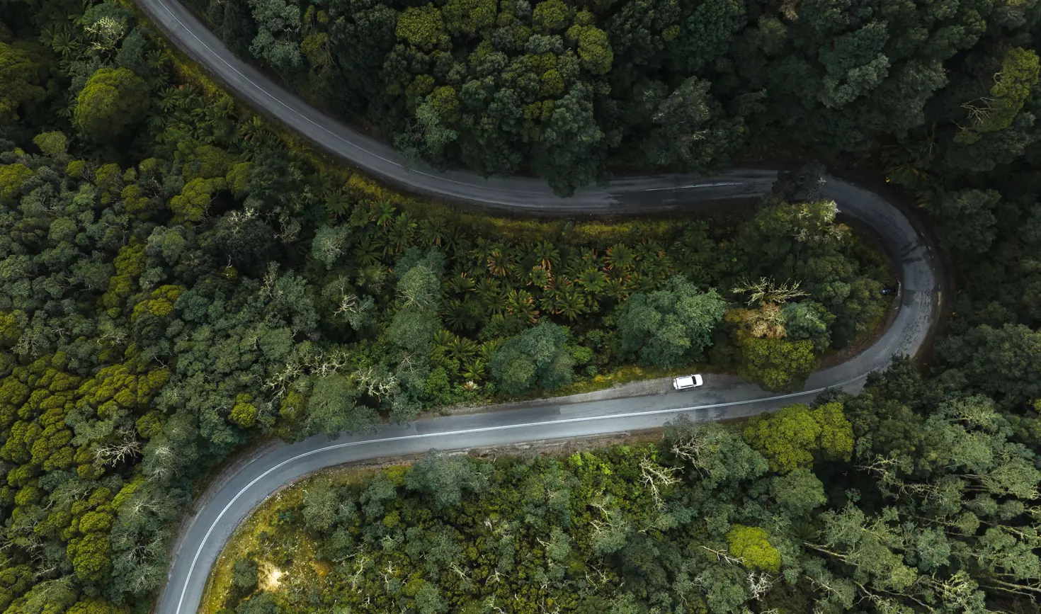 Aerial view of a white car winding along a road through dense green forest into Weldborough