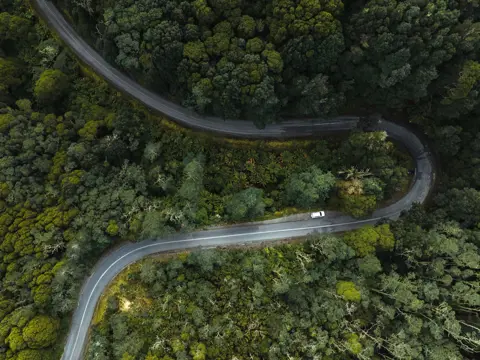 Aerial view of a white car winding along a road through dense green forest into Weldborough