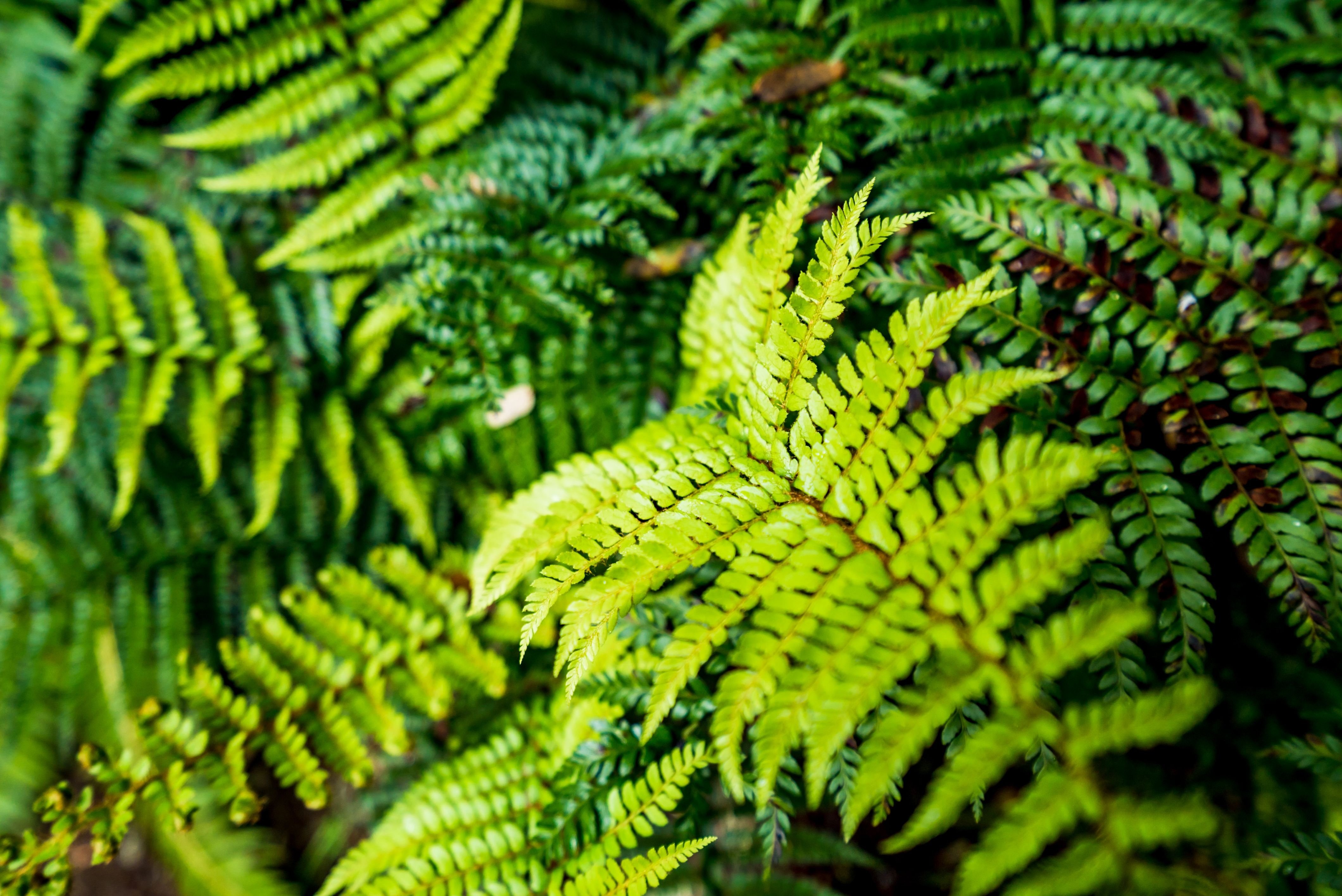 Close-up of bright green fern fronds at Hellyer Gorge State Reserve