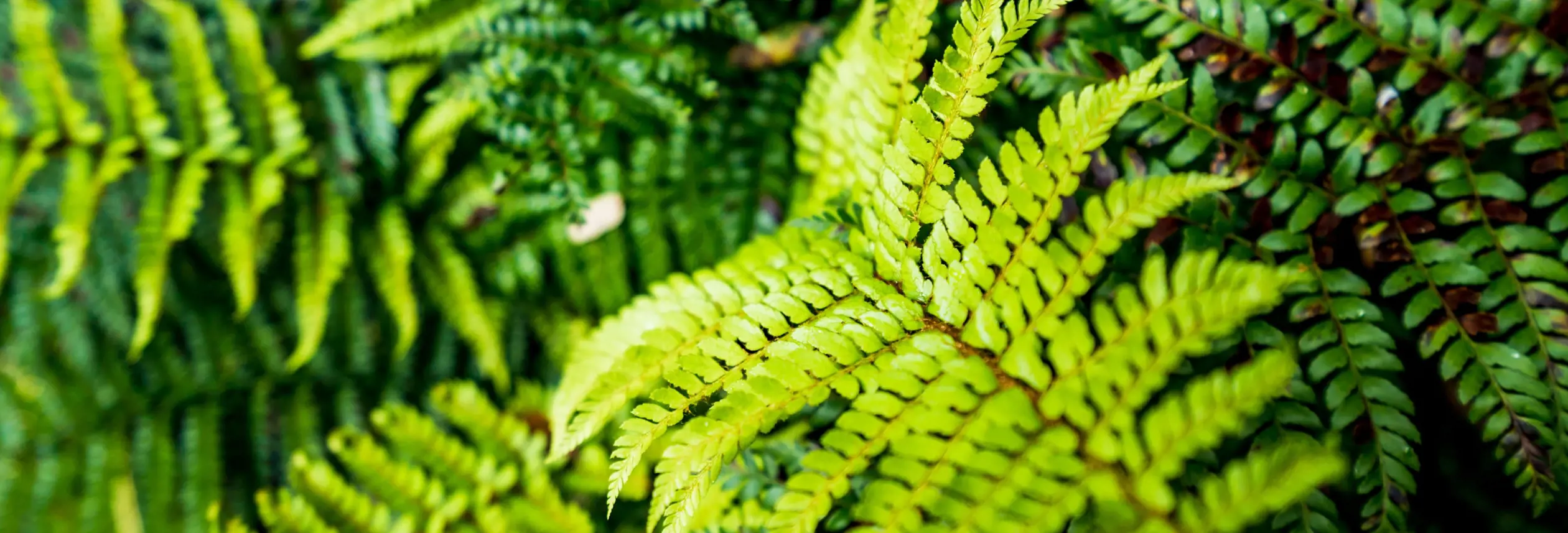 Close-up of bright green fern fronds at Hellyer Gorge State Reserve