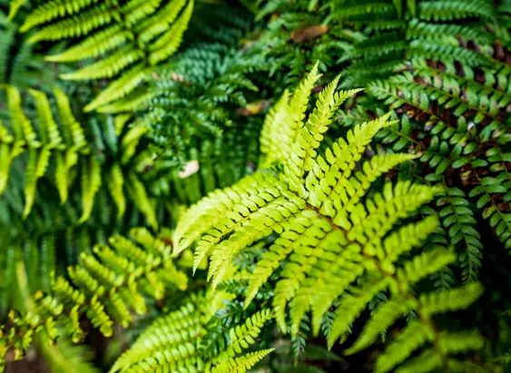 Close-up of bright green fern fronds at Hellyer Gorge State Reserve