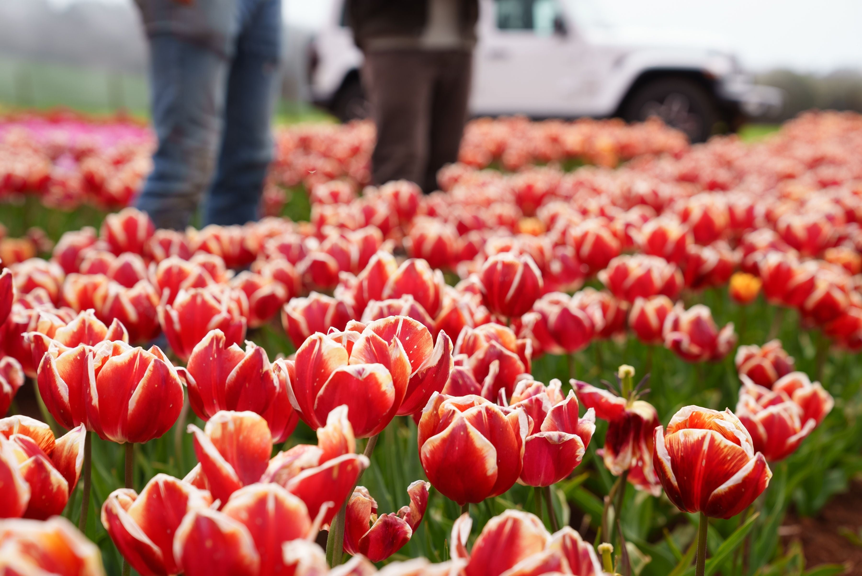 Close-up of red and white tulips in bloom at Table Cape Tulip Farm with visitors and a vehicle beyond