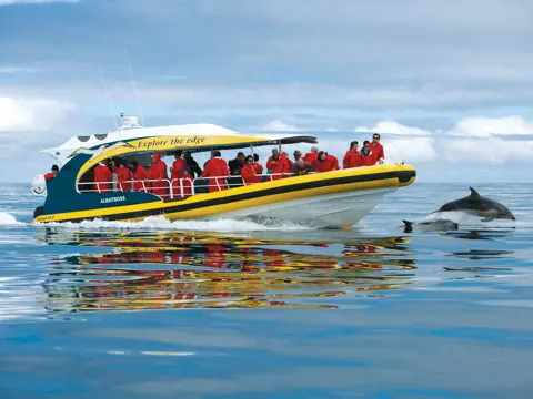 Passengers in red jackets watch dolphins leaping beside the Pennicott Wilderness Journeys cruise vessel, Bruny Island