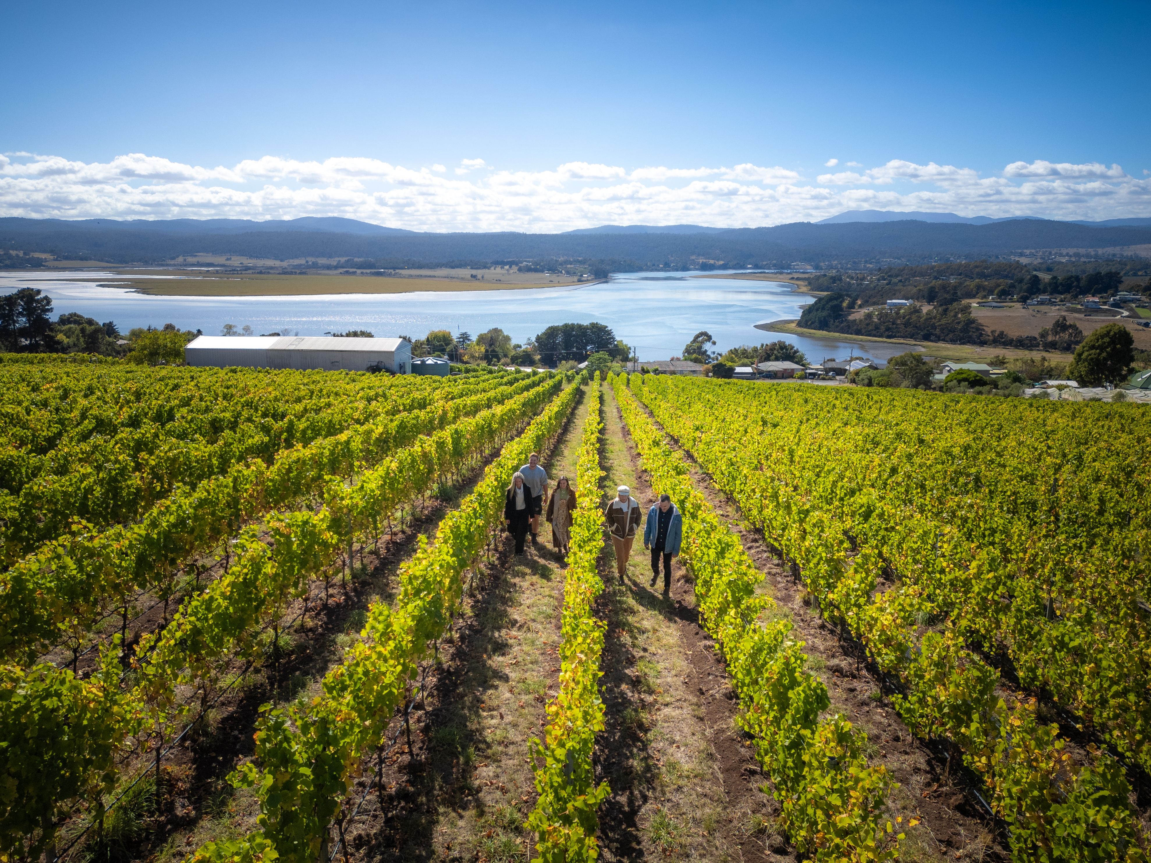 People walking through rows of vines at an Experiential Tasmania Tours visit to Utzinger Wines, Legana