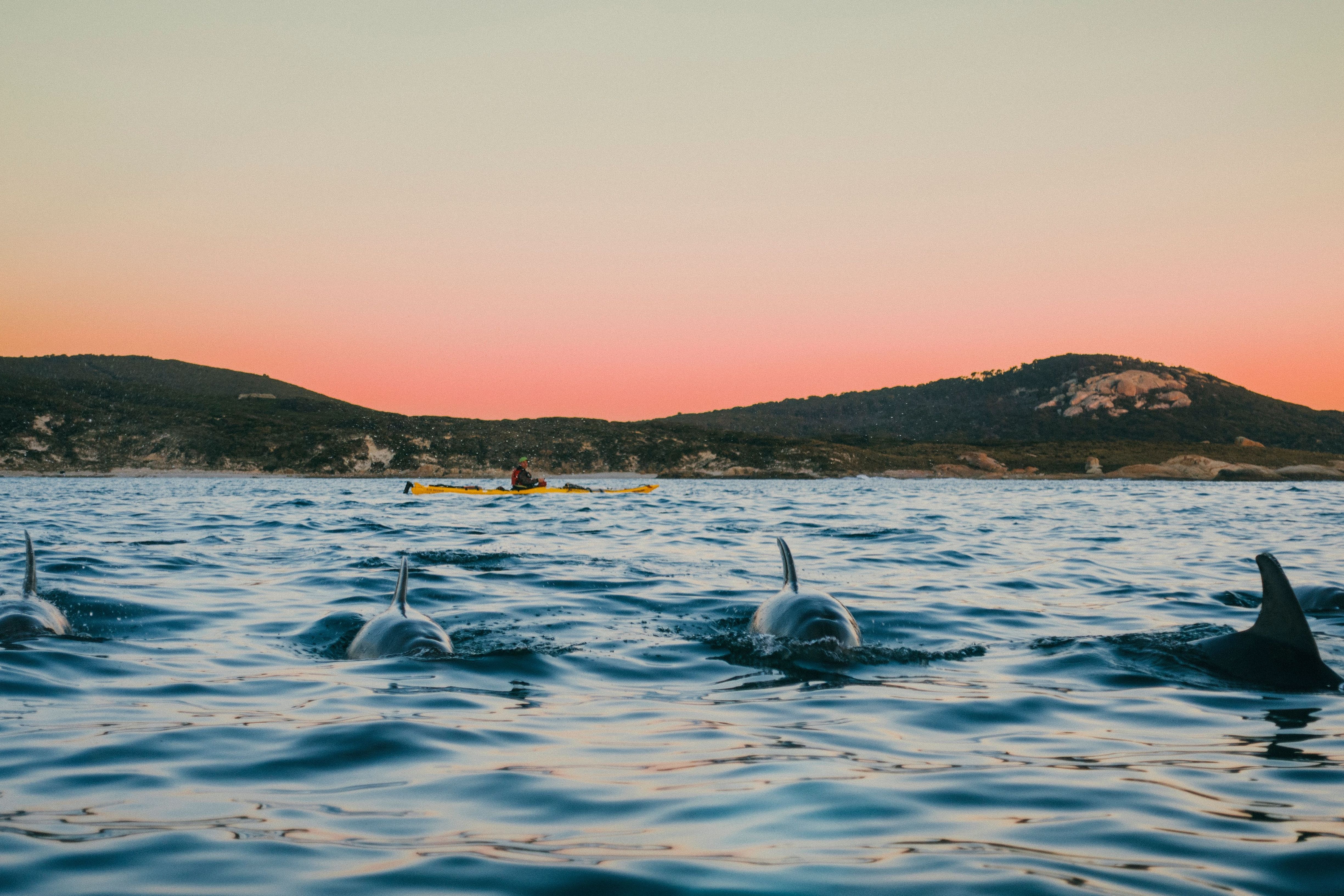 Dolphins surfacing near a person in a sea kayak with a coastal hill and colourful sky at Flinders Island