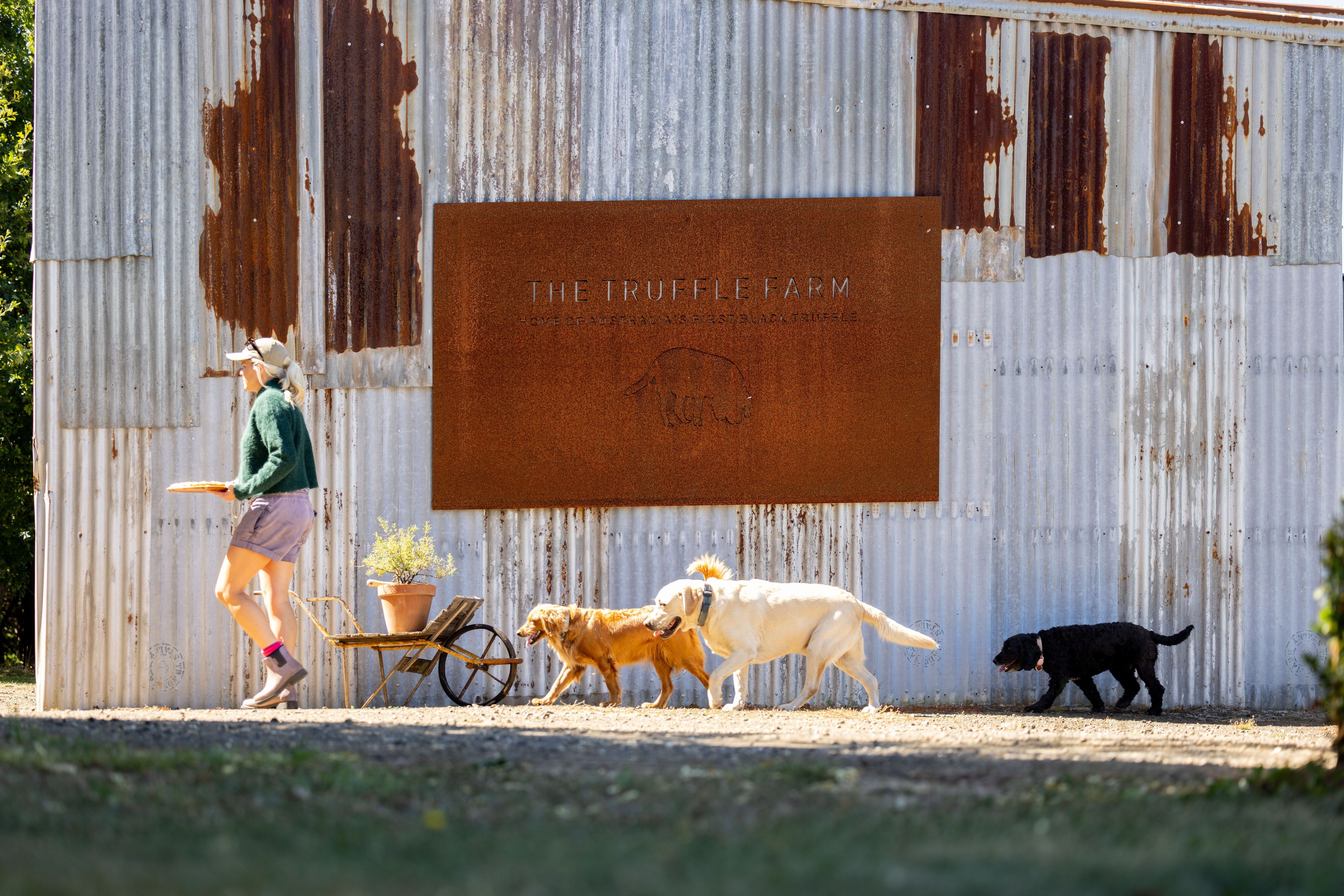A person walking past the rustic shed signage at The Truffle Farm followed by three truffle dogs, Deloraine