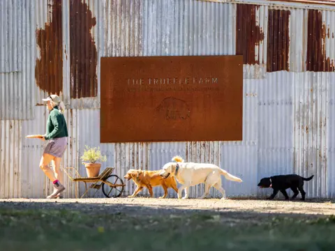 A person walking past the rustic shed signage at The Truffle Farm followed by three truffle dogs, Deloraine