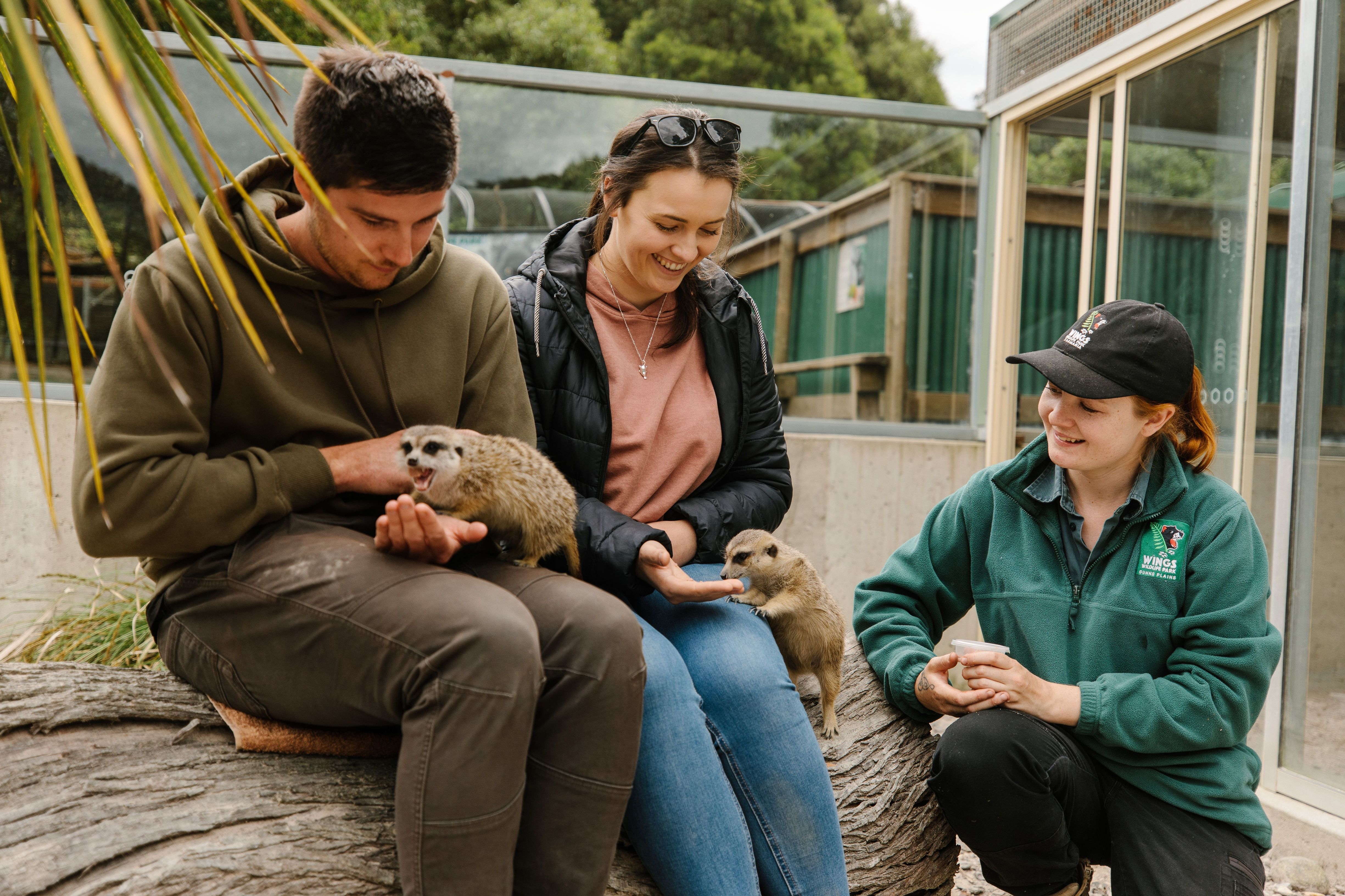 People feeding meerkats from their hands with a keeper at Wings Wildlife Park, Gunns Plains