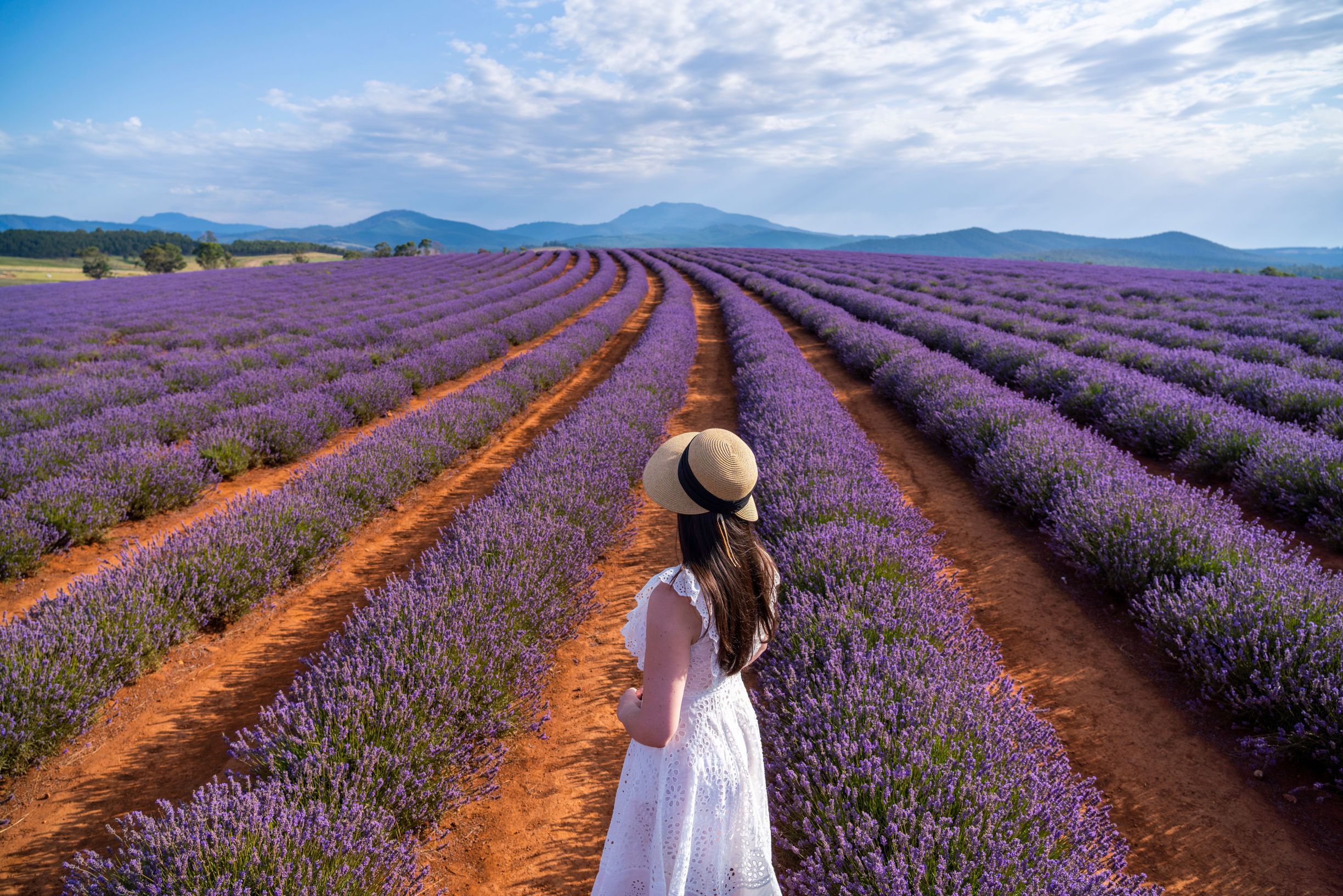 Person in a white dress and hat walking between rows of flowering lavender at Bridestowe Lavender Estate