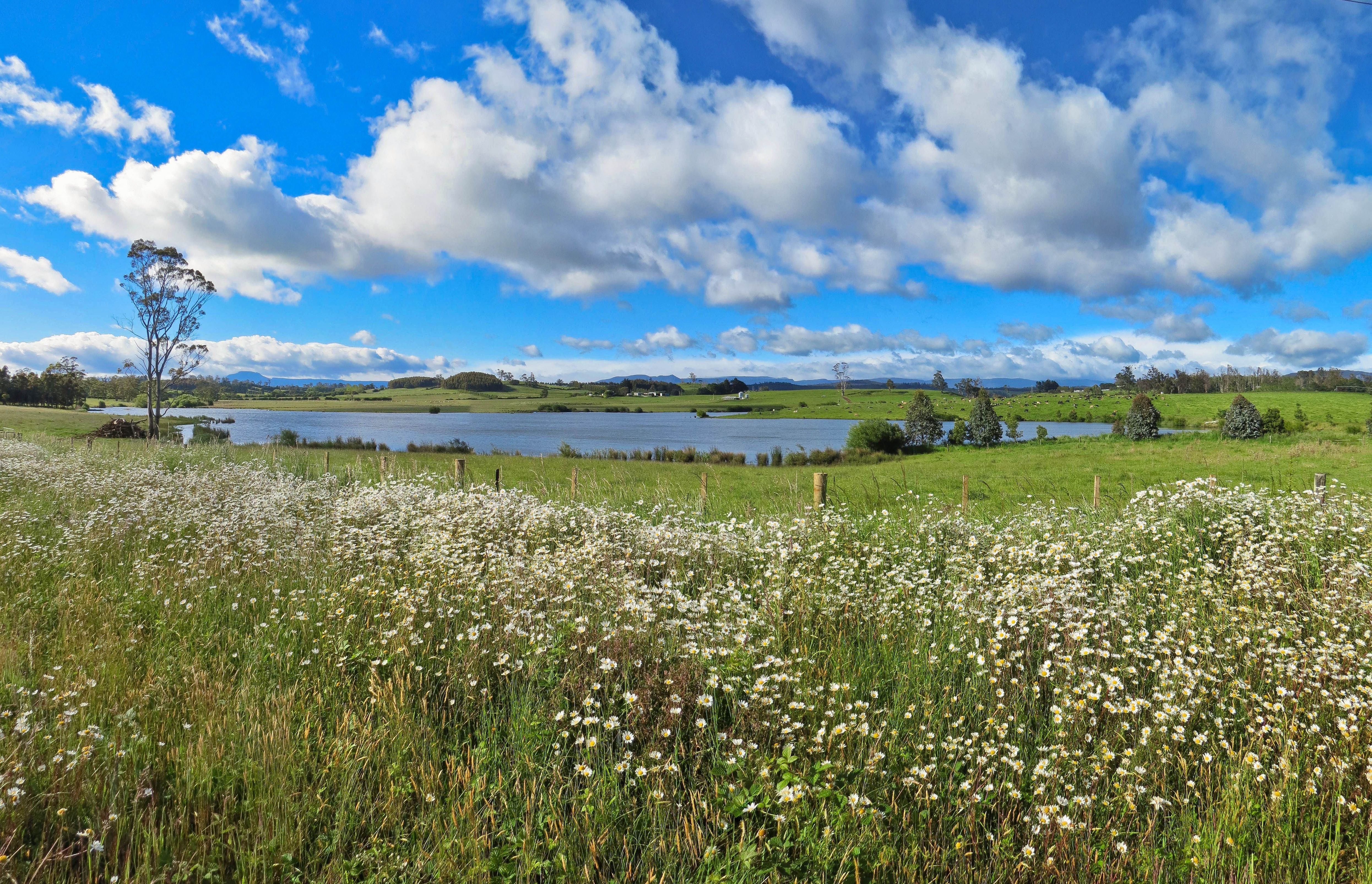 Wildflowers in a green field beside a lake with farmland and distant hills near Launceston