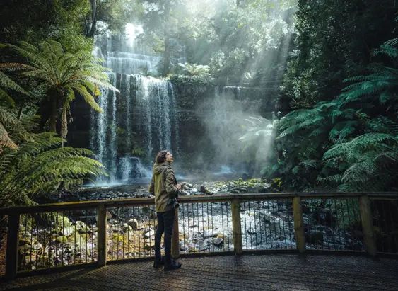 A photographer takes in the view of Russell Falls through tree ferns and forest vegetation, Mount Field National Park