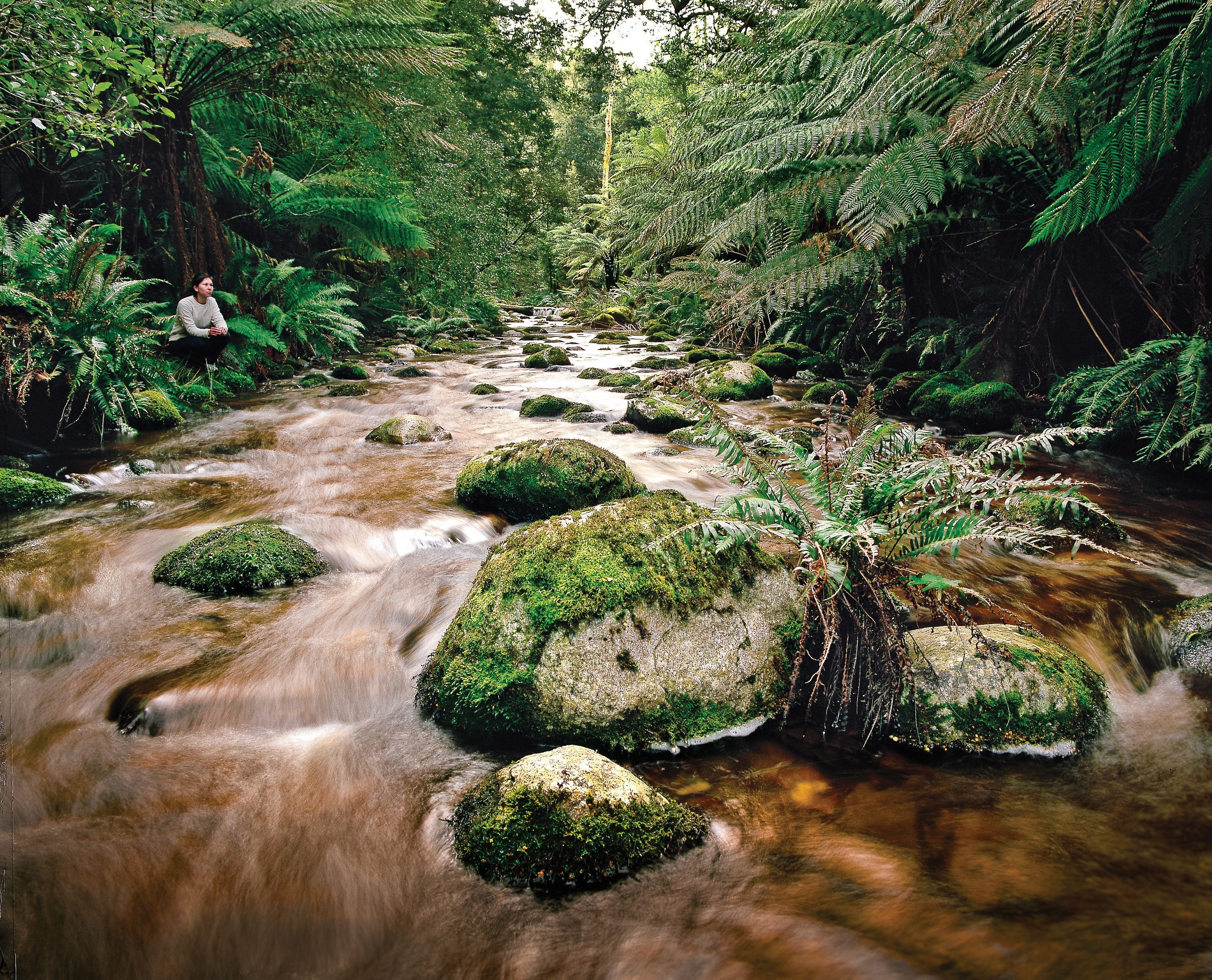 A person sits beside a tannin-stained river flowing over mossy rocks in lush rainforest at Evercreech Forest Reserve
