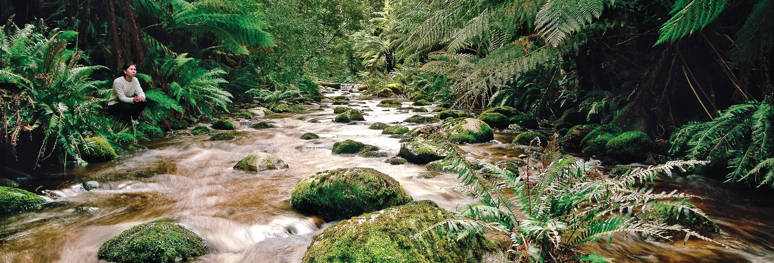 A person sits beside a tannin-stained river flowing over mossy rocks in lush rainforest at Evercreech Forest Reserve