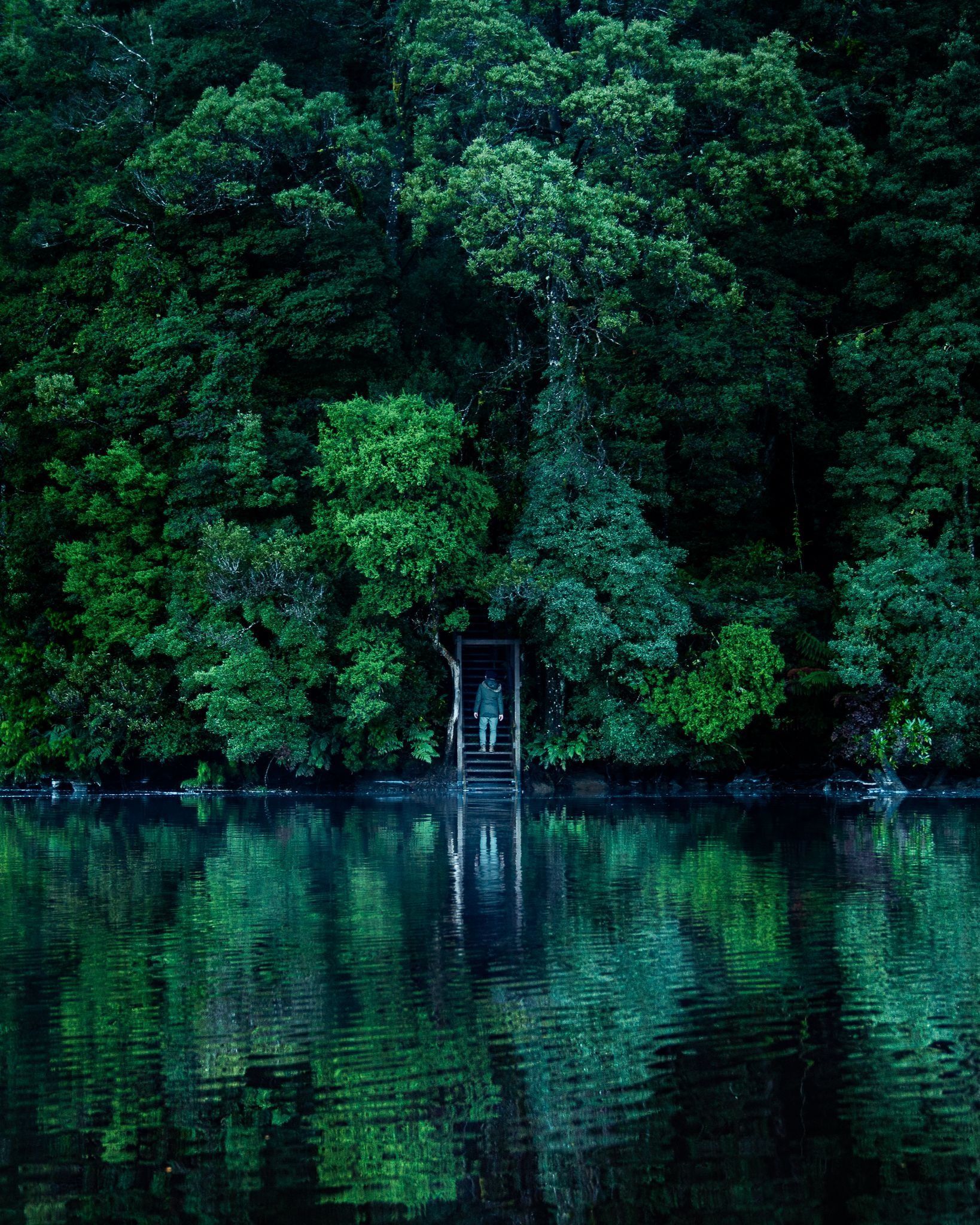 A person ascending wooden steps from the Pieman River with reflections of dense rainforest, Corinna, takayna / Tarkine