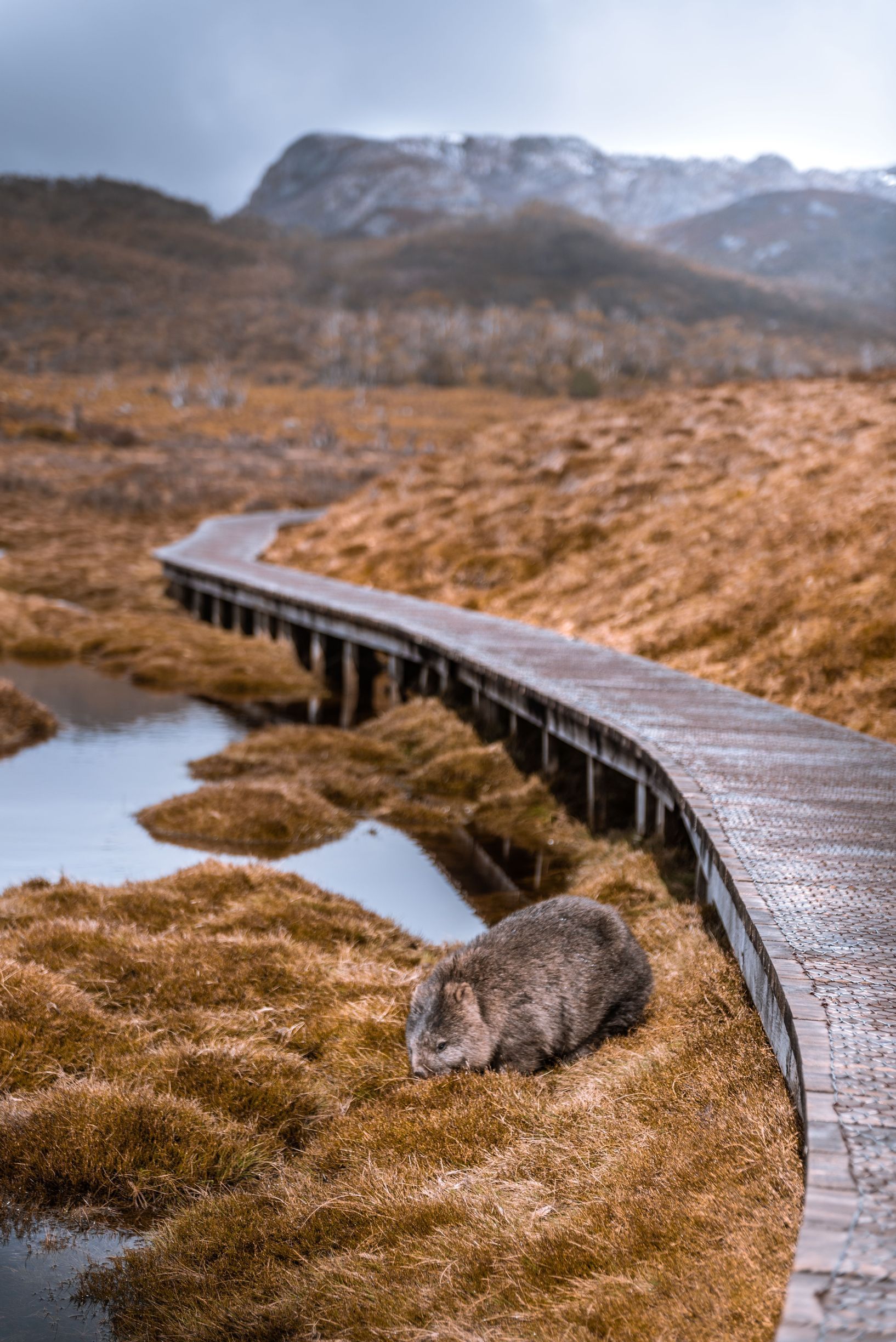 A wombat forages beside the Overland Track boardwalk, Ronny Creek, Cradle Mountain-Lake St Clair National Park