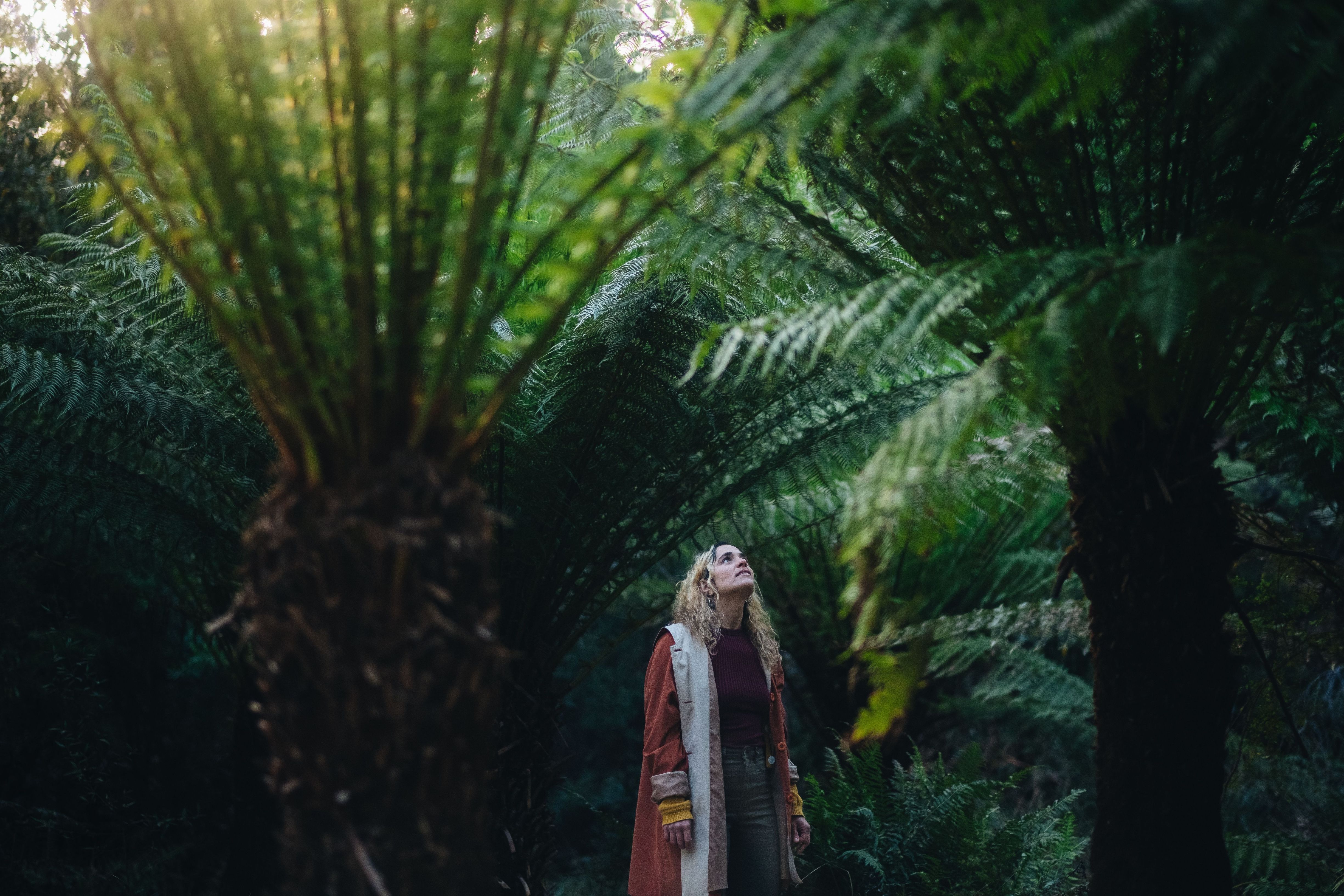 A person looks up at the canopy of towering tree ferns with sunlight filtering through at Waterworks Reserve