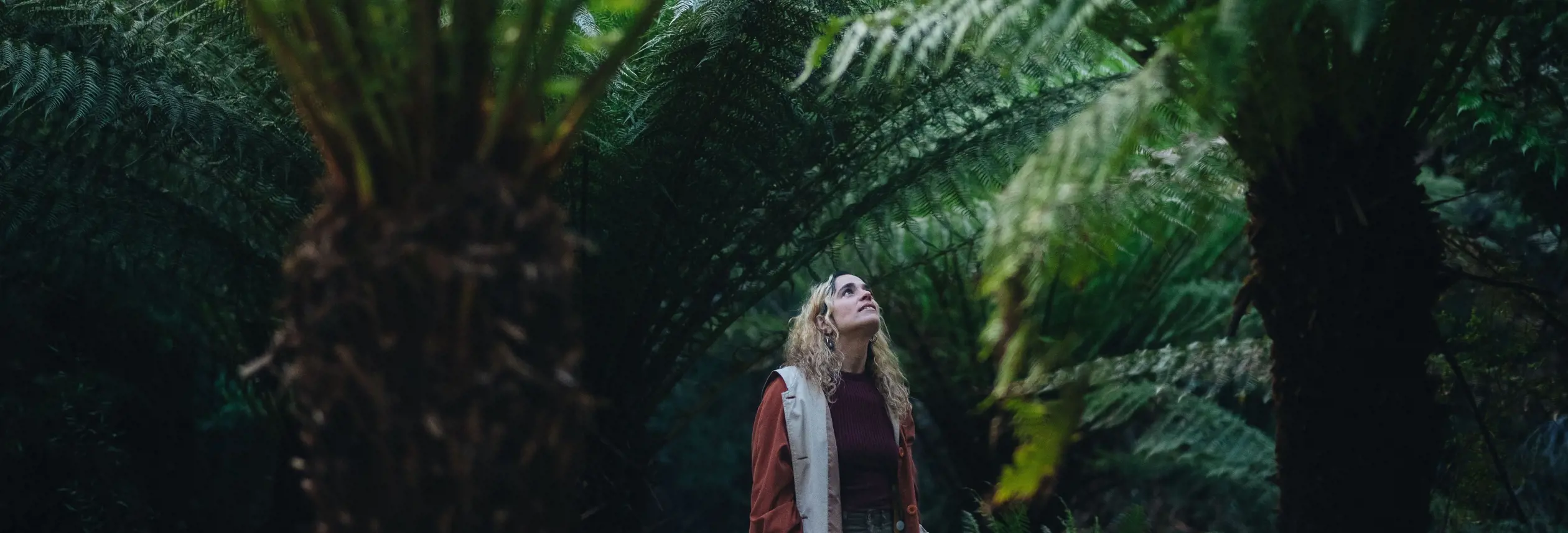 A person looks up at the canopy of towering tree ferns with sunlight filtering through at Waterworks Reserve