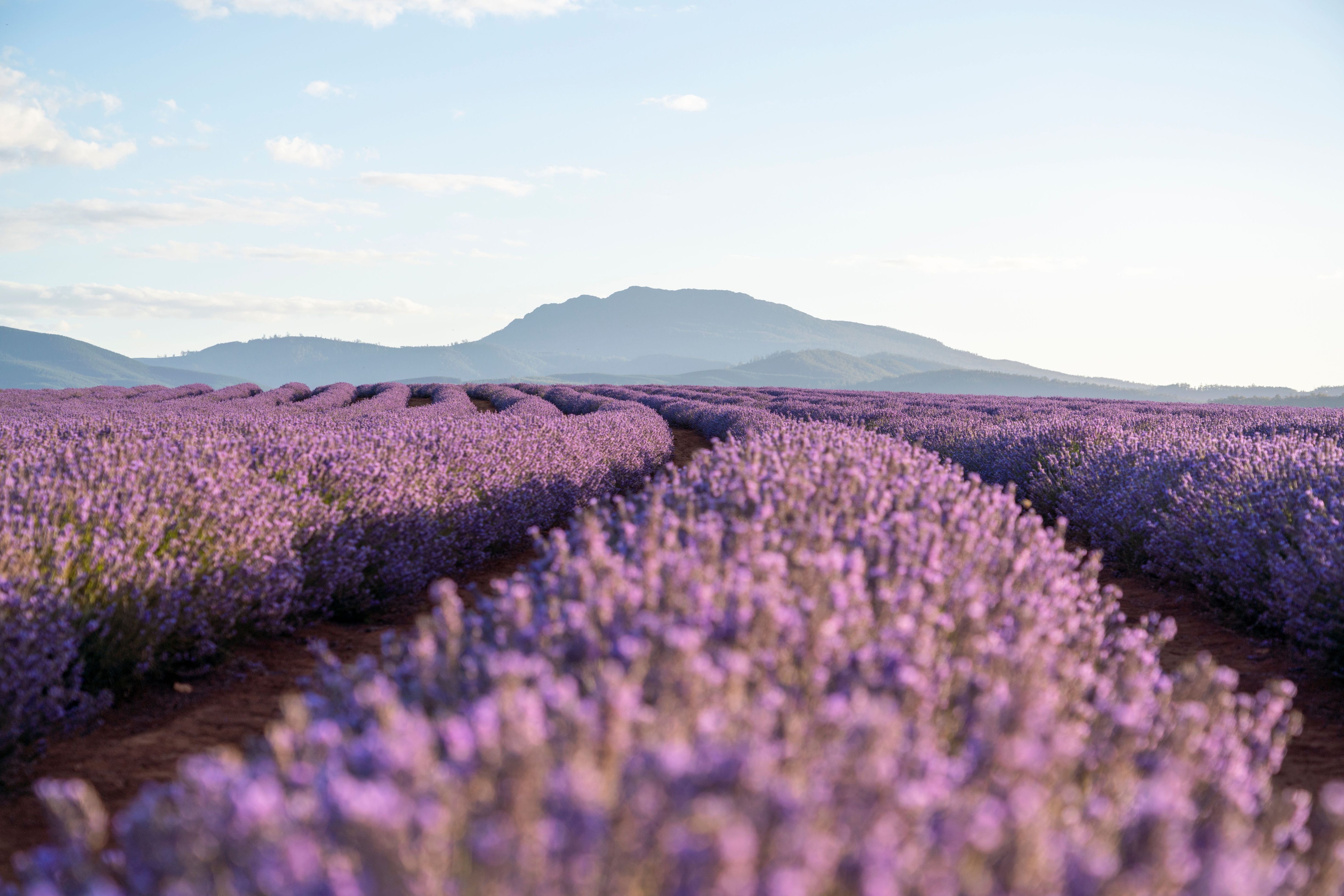 Rows of purple lavender in bloom stretch toward distant mountains at Bridestowe Lavender Estate in Nabowla