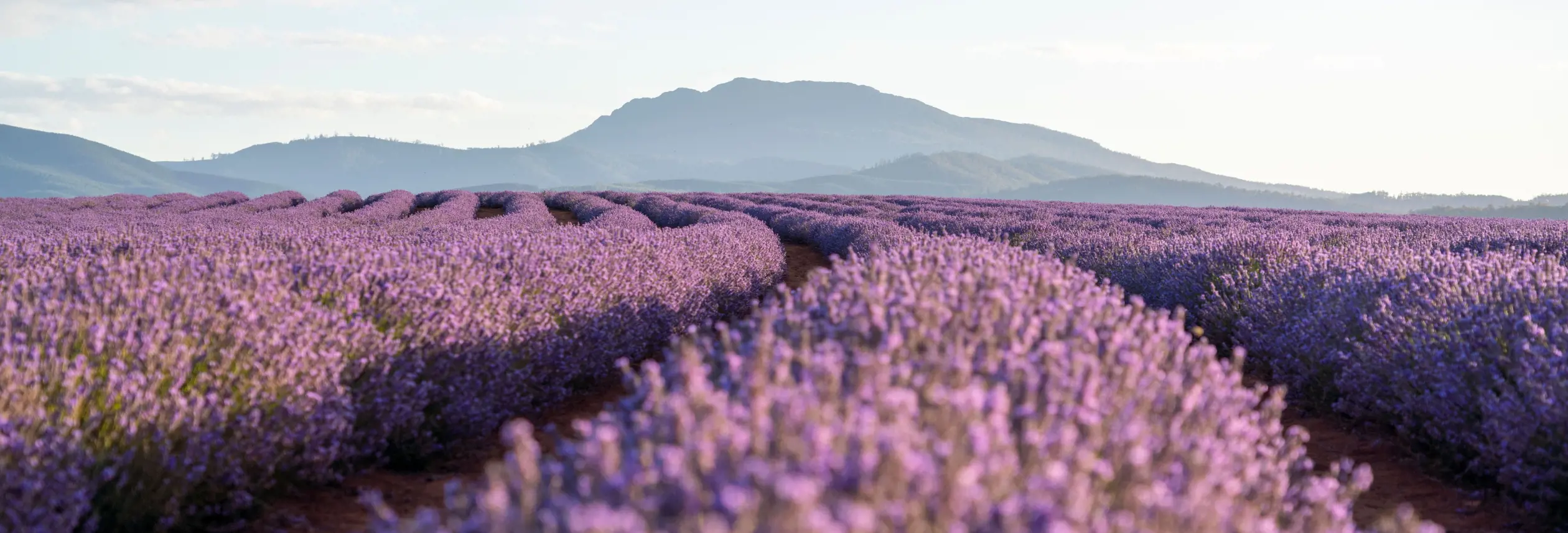 Rows of purple lavender in bloom stretch toward distant mountains at Bridestowe Lavender Estate in Nabowla