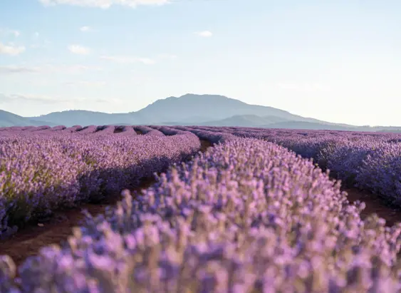 Rows of purple lavender in bloom stretch toward distant mountains at Bridestowe Lavender Estate in Nabowla