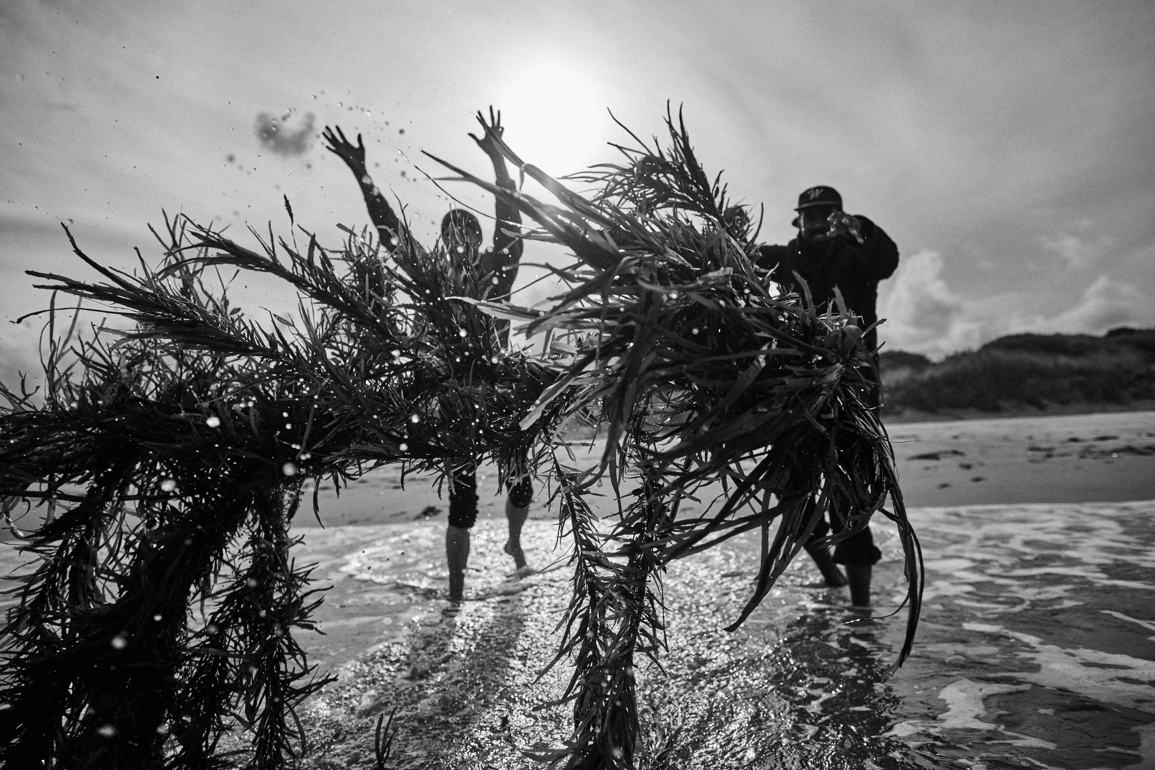 Black and white image of people throwing large bundles of seaweed in the shallows at Kelvedon Beach near Swansea