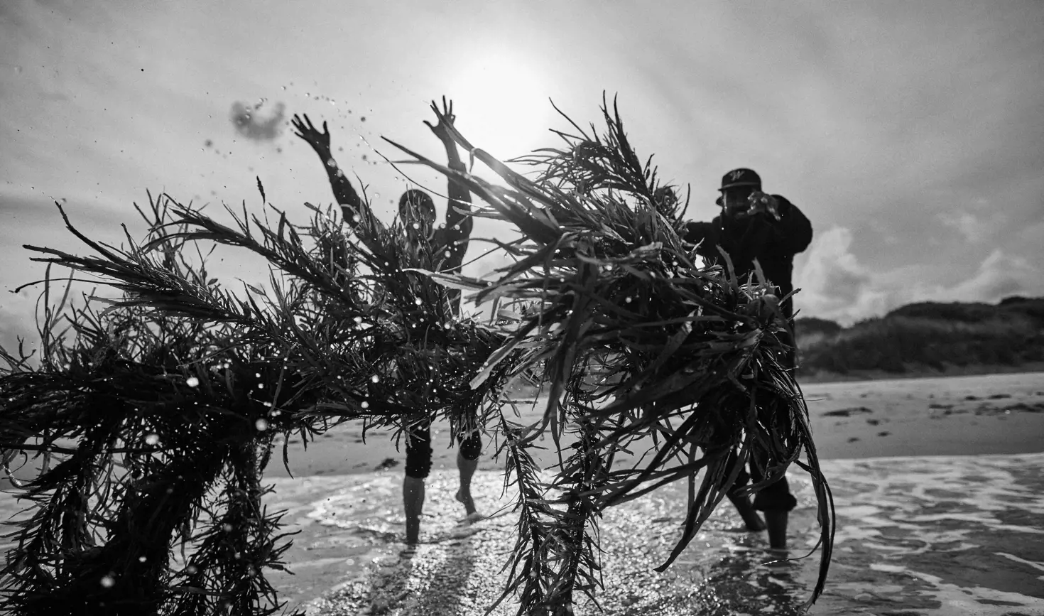 Black and white image of people throwing large bundles of seaweed in the shallows at Kelvedon Beach near Swansea
