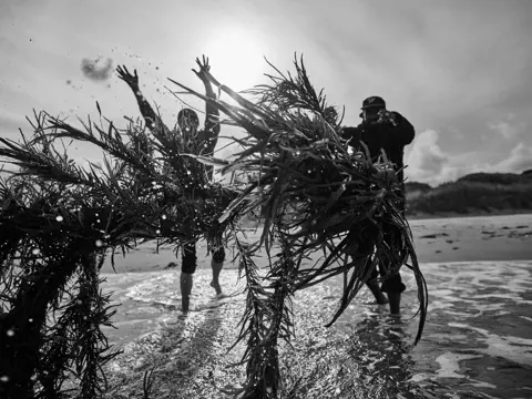 Black and white image of people throwing large bundles of seaweed in the shallows at Kelvedon Beach near Swansea