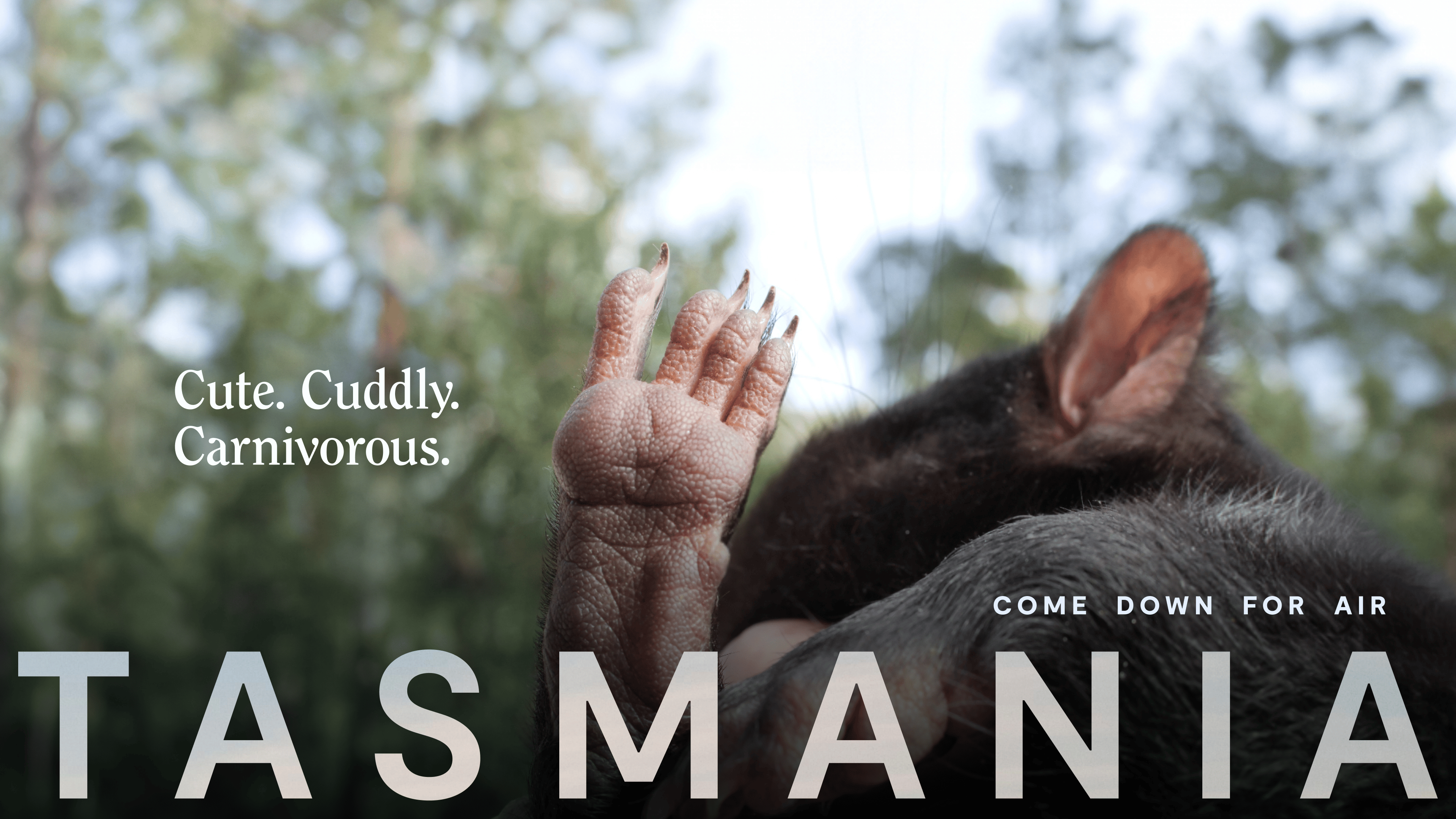 Come Down For Air campaign ad featuring a Tasmanian devil's paw with the tagline Cute Cuddly Carnivorous