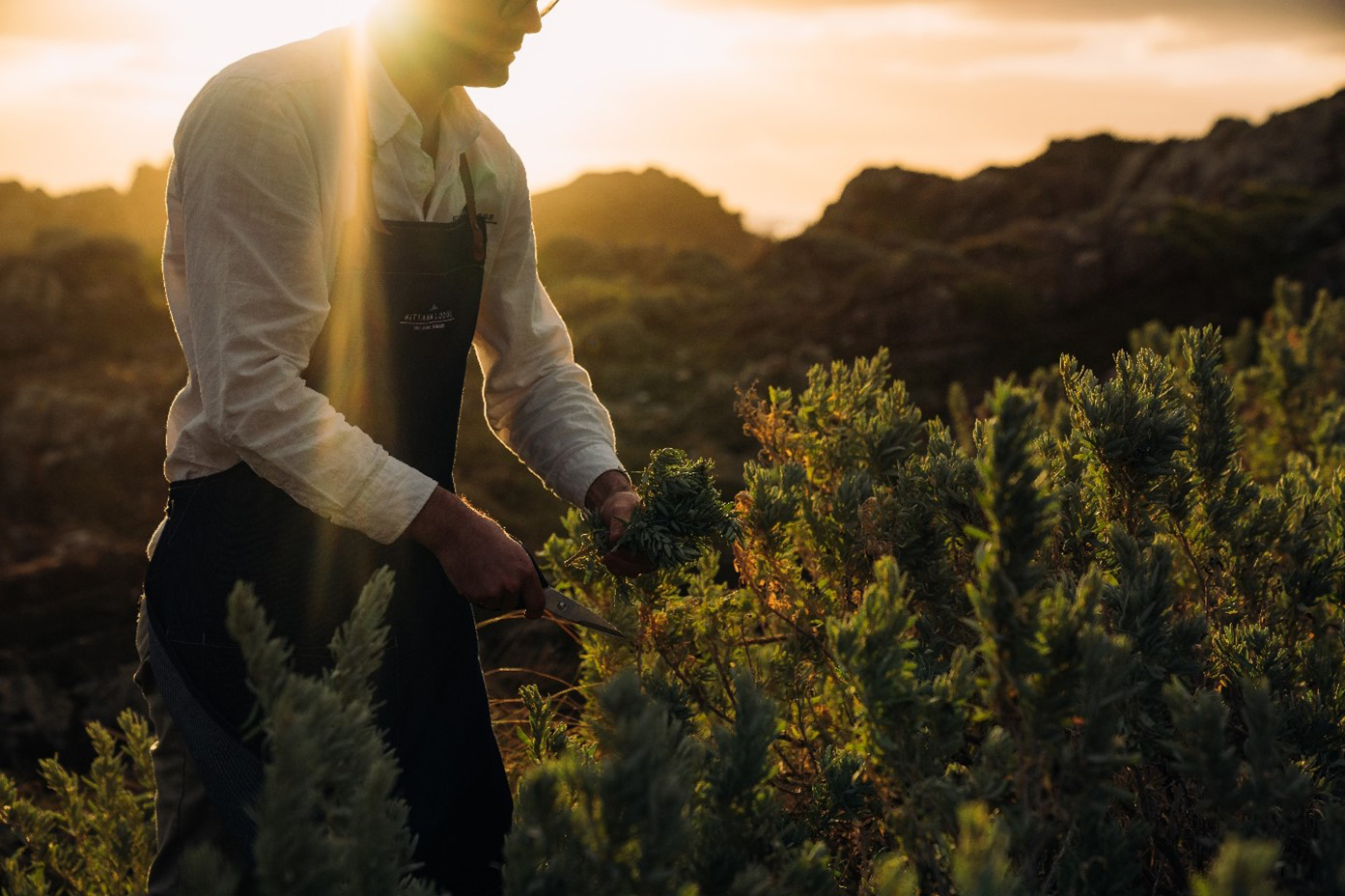 Man picks fresh herbs from the garden