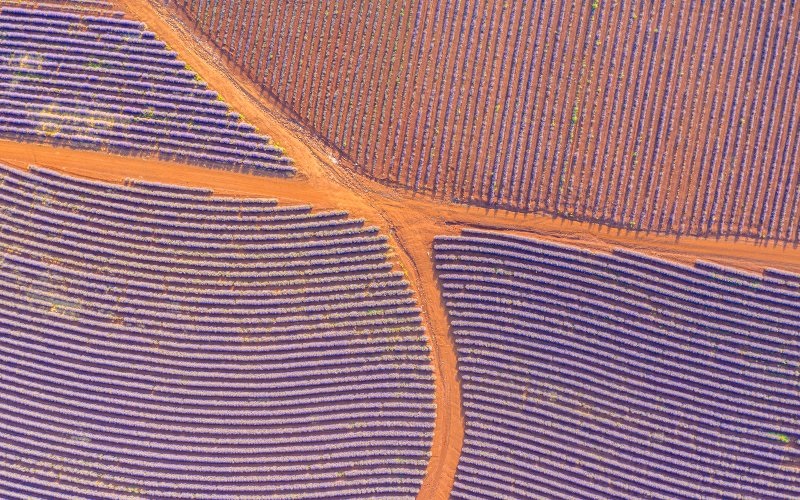 Lavender fields in bloom