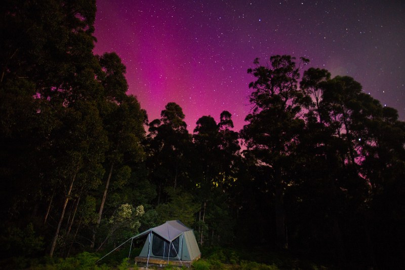 A tent sits on  the edges of deep forest on Bruny Island, under the a starry night.