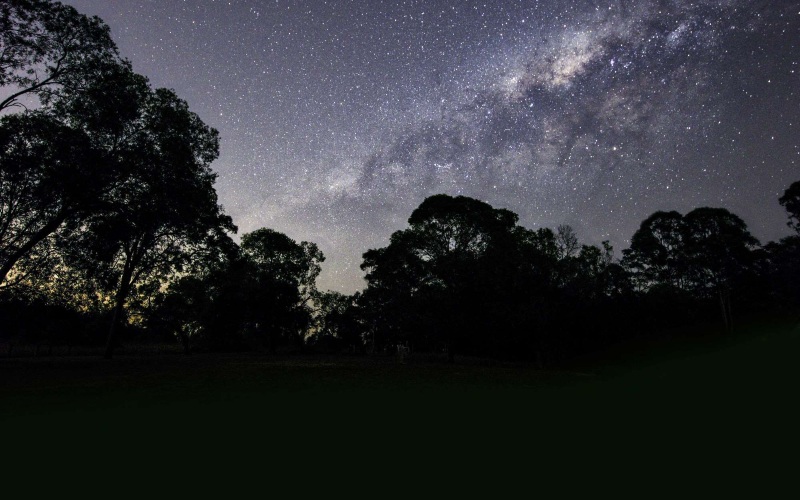 The Milky Way is clearly visible over the silhouettes of tall trees 