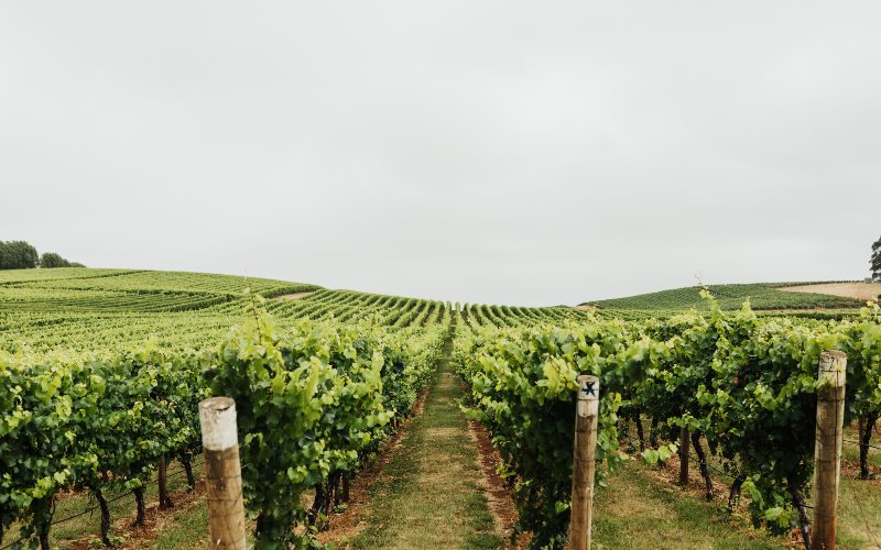 Grape vines stand in rows on the Jansz wine estate.