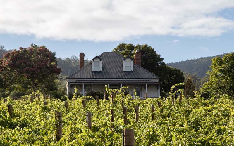 A photograph of the cottage at Kate Hill Wines, behind rows of vines heavy with green grapes 