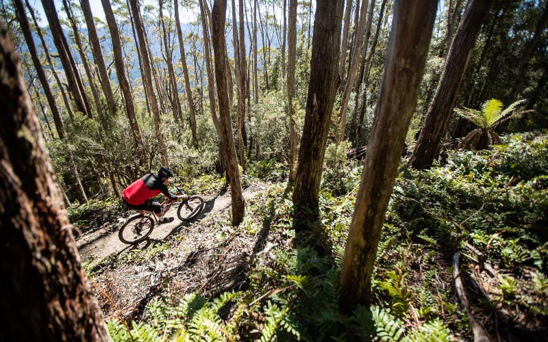 A cyclist rides a dirt trail through dense Tasmania forest