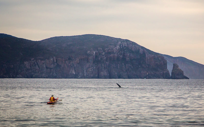 A man on a kayak wearing floatation gear, paddles slowly out into the centre of a bay where a whale is breaching the surface of the calm water.