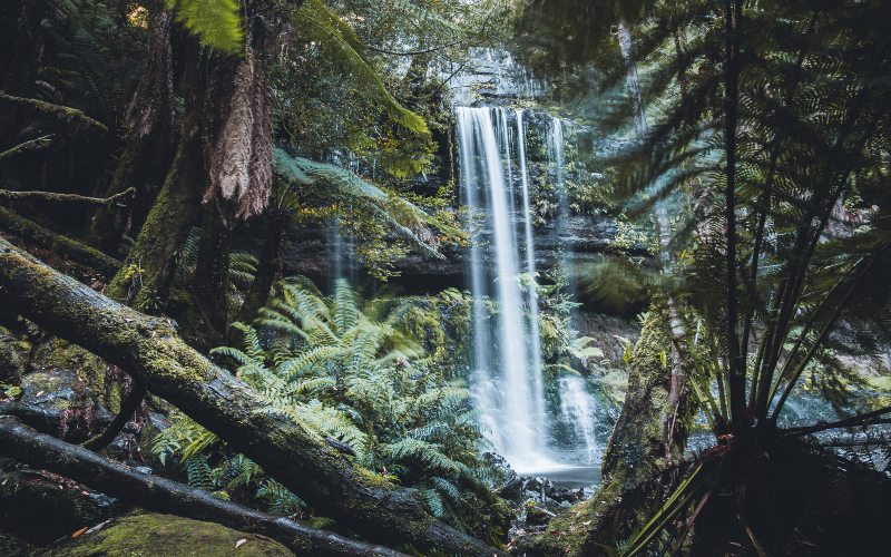 The white water of Russell Falls can be be seen between the ferns and mossy undergrowth in Mt Field National Park, Tasmania