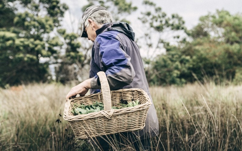 A man walks through long grass with a wicker basket tucked under his arm full of wild vegetables.