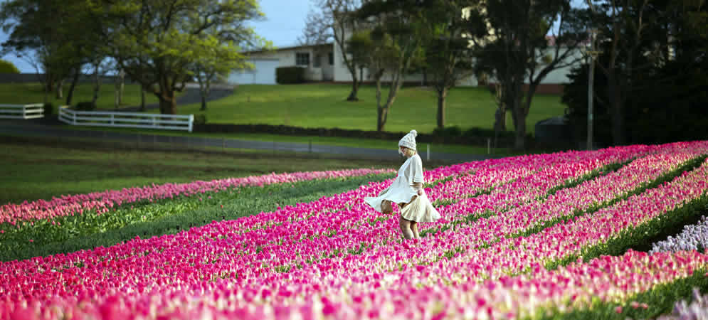 Woman standing in a field of pink tulips