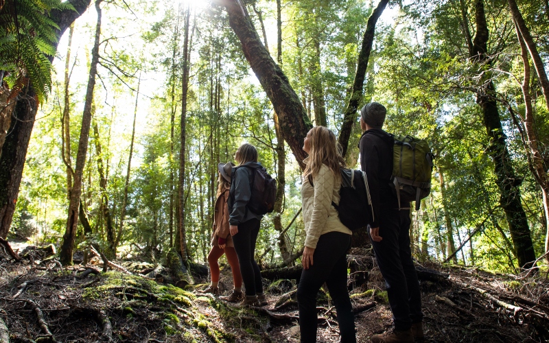 A small group of people walk in the green dappled shade of trees.